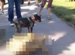 あの動物に乗ってゆったり散歩をしている犬に癒される・・・。