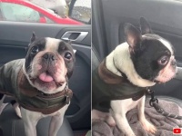 愛犬のボストンテリア「お外に行きたい、どうしても！」しかしお外は寒かった。車に戻ってきた結果…