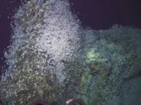 深海で地震発生。その時、熱水噴出孔に生息する深海エビたちはどんな反応を示すのか？