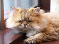 休み明けの憂鬱を吹き飛ばせ！ 癒される動物のTwitterアカウント7選「ももとみらい：北海道の大自然に暮らす猫とリス」
