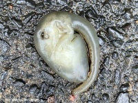 エイリアンの胎児？歩道に落ちていた1本の長い尻尾を持つ謎生物