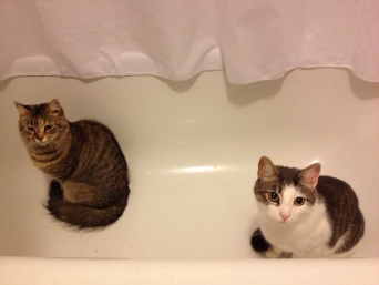 画像はイメージです（andeecollardさん撮影、Flickrより）