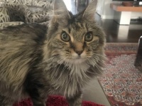 10年経っても家に戻ってこない猫。その理由があまりにもほんわかやさしい世界だった。