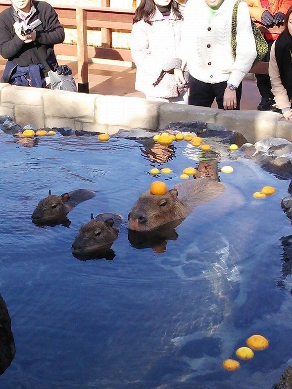 ゆずをのせても、スィィィィィ~~~(2014年12月24日伊豆シャボテン公園より、いいね!数:351)