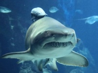 ワニだけじゃなくてサメもか！フロリダが全米で一番サメに襲われやすい州に認定される