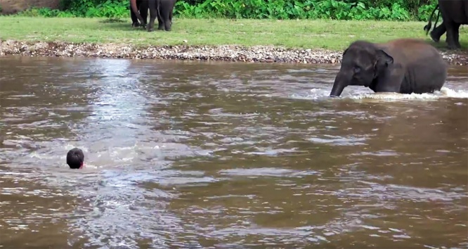 elephant-river-rescue1