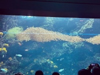 絵本の中だけの出来事だと思ってた...　小学校教員が水族館で目撃した「歴史的瞬間」に感動