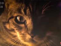 猫とメタル音楽は相性抜群。メタルコアの楽曲とデストロイな猫映像を一緒にお楽しみくださいな動画