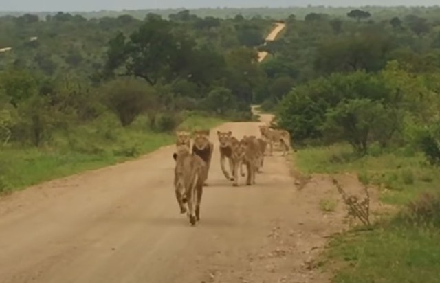 群れとはぐれたメスライオン、感動の再会へ（南アフリカ）
