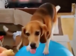 運動神経抜群！とあるものに乗っておやつの元へやってくるビーグル犬が凄い！