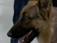「警察犬」と「警備犬」の違い、知ってる？