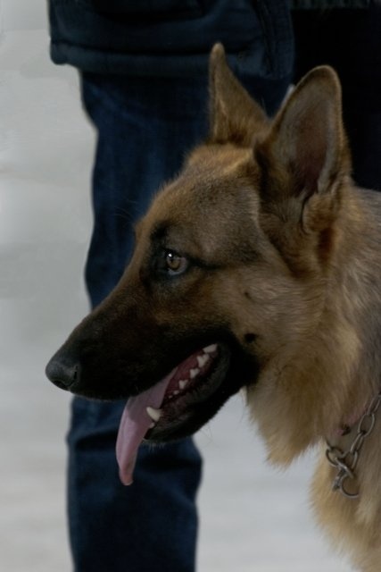 「警察犬」と「警備犬」の違い、知ってる？