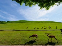 若草山と鹿の関係（画像はイメージ）