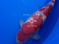 画像は「阪井養魚場」のサイトトップページより