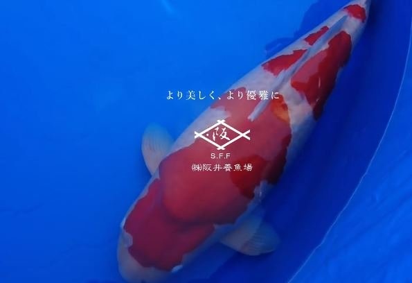 画像は「阪井養魚場」のサイトトップページより