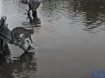 【忍者】猫が水切り石のごとく、ピョンピョンと跳ぶ！