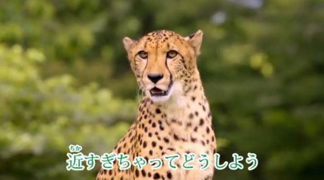 野性味あふれる（画像は富士サファリパーク公式チャンネルより）