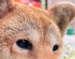 柴犬の行動の〝まさかの真相〟に1.8万人驚がく　お手伝いにしか見えないが...「なん...やて...！」「許す！」