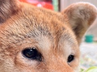 柴犬の行動の〝まさかの真相〟に1.8万人驚がく　お手伝いにしか見えないが...「なん...やて...！」「許す！」