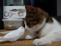 はやく逃げてー！と、思いきや、インコと猫が仲良し過ぎてただただ和みます