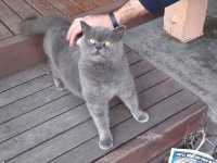 家に帰ったら猫がいた。なでてやったらこんな反応が返ってきたのだが……