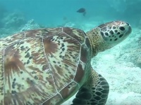 これは良案！海の生物を守るために考案された「あるモノ」が画期的すぎる