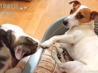猫「大好きニャ！」犬「愛してるワン！」仲が良過ぎて困っちゃう？イチャコラわんにゃん動画総集編