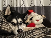 ハスキー犬が恋した羊のぬいぐるみ。外出時は真っ先に会えるよう玄関前に必ず運ぶ