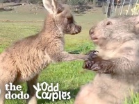 孤児のウォンバットとカンガルーが出会ったら大きな絆で結ばれた