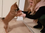 尻尾が切れそうなくらいフリフリする子犬が可愛い！！！
