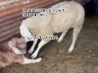 「誰がボスなのかわかってないようだな」ボーダーコリーに頭突きで挑んだ羊、逆にノックアウトされてしまう