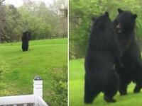 ファッ！？もう一度見てファッ！？家の前庭でクマが二足立ちで決闘していた件（アメリカ）
