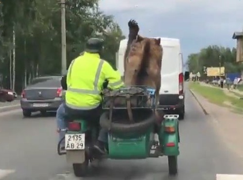 ロシア　クマがサイドカーに