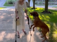 歩いた！飼い主が歩いた！普段は冷静な介助犬が、杖で歩く女性の姿を見て喜びで飛び跳ねる
