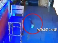レジから現金を盗んでいたのは猫！しかも2回！その犯行の様子が監視カメラにとらえられていた