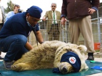 戦場に取り残された動物園の動物たちを救うため、危険地域を飛び回る日々を送るヨルダンの獣医師たちの物語