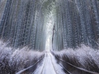 「やっぱり別格」「美しい...」　雪の京都で出会った〝静寂〟に6000人圧倒される