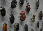 博物館の遊び心！　昆虫標本にまぎれているものとは？