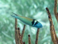 わずか10日間で性別を変える魚がいる。メスからオスへ、卵巣が精巣に再形成される魚