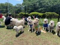 「僕がみんなの代表です！」みたいな顔だけど...　レトリバー軍団に紛れ込むトイプーにほっこり