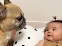 「何？今なんて言ったの？」フレブルのお姉さん、赤ちゃんからの初めてのご挨拶に戸惑いながらも幸せそう