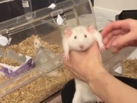 これが忍法「掴めないの術」？　飼い主の手からすり抜けまくる、器用なネズミのとろける可愛さ