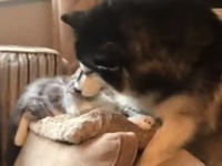 マラミュート→猫、一方的なラブりんちょ。世話焼きマラミュートにうんざりした猫、復讐を仕掛けるも…