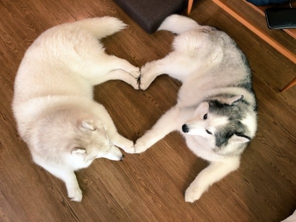 スギム＠sugimu（＠8823Sugimu）さんのツイート