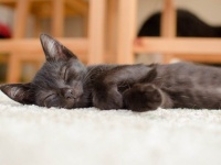家の猫じゃないんだけど...見知らぬ猫がいつのまにか住み着き、我が物顔でふるまっている事例報告ファイル