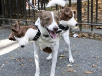 そして犬はケルベロスとなる。ハロウィンで世界各地に出没した地獄の番犬たち