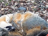 ゴージャスな巣作りの為、うたた寝中のキツネの目を盗み、毛を引っこ抜くシジュウカラ