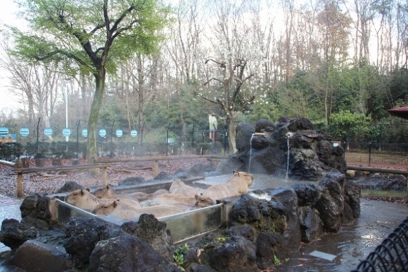 2014年3月のカピバラ温泉（画像提供：こども動物自然公園）