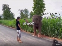 泥沼にはまった象を助けたら、鼻を上げて「ありがとう」の合図