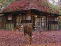 昔ばなしに入り込んだみたい　茅葺屋根と紅葉とシカ...正しく「日本の秋」な奈良の景色が美しい